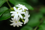 یاسمن سفید گلی برای شادابی روح و روان