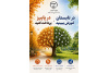 اجرای طرح تابستانی جهاد دانشگاهی خراسان جنوبی برای اوقات فراغت و توسعه عدالت آموزشی
