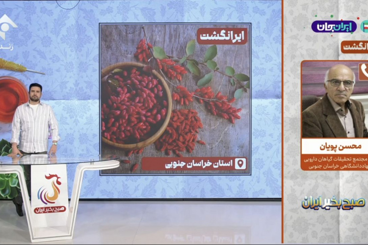 زرشک خراسان جنوبی؛ داروخانه‌ای طبیعی با ۹۸ درصد تولید جهانی