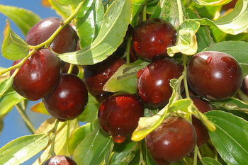 سرمایه‌گذاری در عناب؛ فرصت طلایی توسعه داروسازی خراسان جنوبی